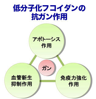 低分子フコイダンの抗ガン作用