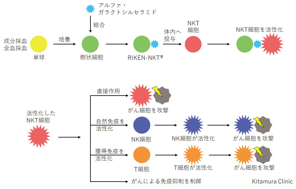 NKT細胞標的治療